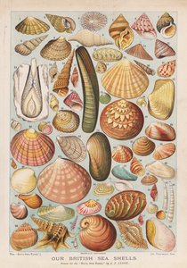 Conchiglie marine britanniche