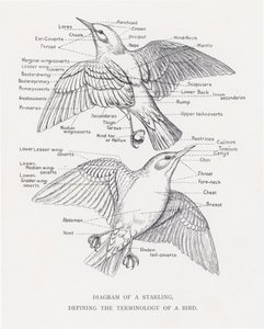 Diagramma di uno storno, definizione della terminologia di un uccello da Alexander Francis Lydon