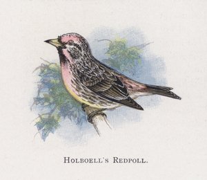 Il Fanello di Holboell