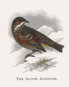 Il Passero Alpino da Alexander Francis Lydon