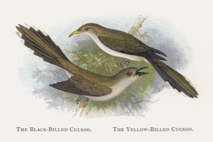 Il Cuculo dal Becco Nero, Il Cuculo dal Becco Giallo da Alexander Francis Lydon