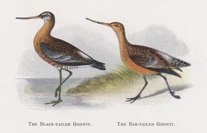 Il Beccaccino codanera, Il Beccaccino codarossa da Alexander Francis Lydon