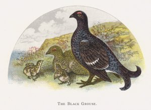 Il Gallo Cedrone Nero da Alexander Francis Lydon
