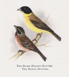 Emberiza testanera, Emberiza rustica
