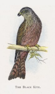 Il Nibbio Nero da Alexander Francis Lydon