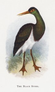 La Cicogna Nera da Alexander Francis Lydon