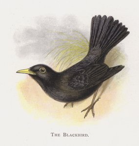 Il Merlo da Alexander Francis Lydon