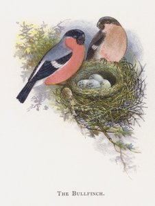 Ciuffolotto da Alexander Francis Lydon
