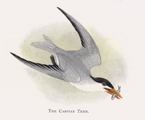 La Sterna caspica da Alexander Francis Lydon