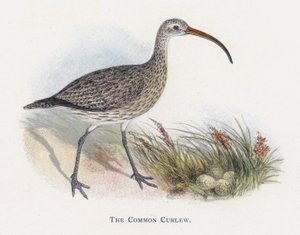 Il Chiurlo comune