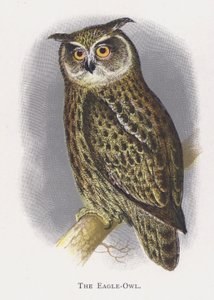 Il Gufo Reale da Alexander Francis Lydon