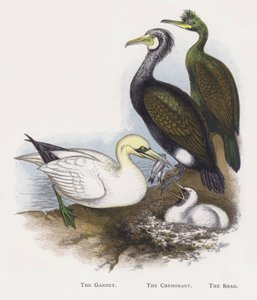 La sula, Il cormorano, Il marangone da Alexander Francis Lydon