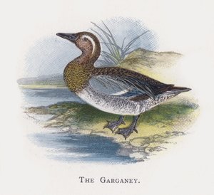 La Marzaiola