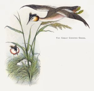 Il tuffetto da Alexander Francis Lydon