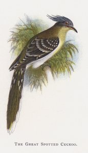 Il Cuculo Maggiore da Alexander Francis Lydon