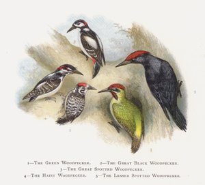 Il picchio verde, Il picchio nero grande, Il picchio rosso maggiore, Il picchio villoso, Il picchio rosso minore da Alexander Francis Lydon