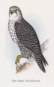 Il Falco Pellegrino Grigio da Alexander Francis Lydon