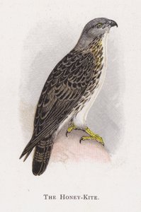 Il Nibbio del Miele da Alexander Francis Lydon