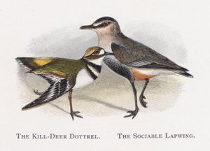Il Piviere Kill-Deer, Il Piviere Sociabile