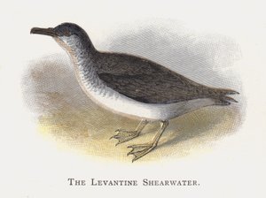 La Berta Levantina da Alexander Francis Lydon