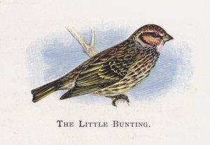 Emberiza piccola da Alexander Francis Lydon