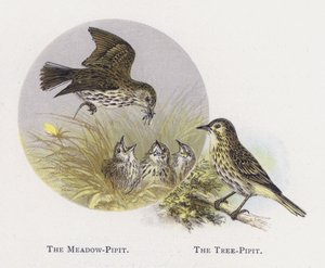 Pipit dei prati, Pipit degli alberi da Alexander Francis Lydon