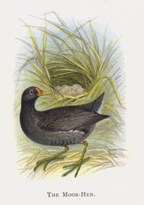 La Gallinella d