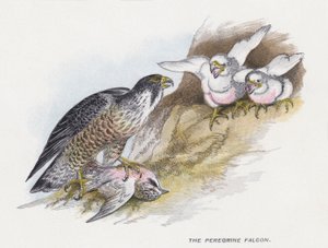 Il falco pellegrino