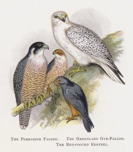 Il Falco Pellegrino, Il Falco Gyr della Groenlandia, Il Falco Piedirosso da Alexander Francis Lydon