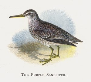 Il Piovanello violetto