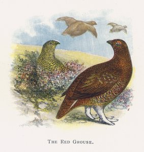 Il Gallo Cedrone da Alexander Francis Lydon
