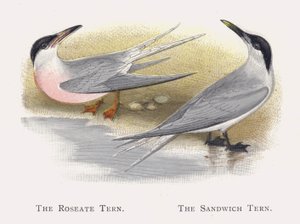 La Sterna rosea, La Sterna di Sandwich da Alexander Francis Lydon
