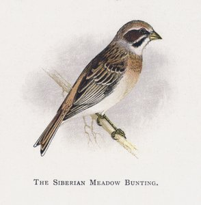 Emberiza della Siberia