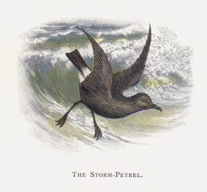 La Procellaria