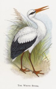 La Cicogna Bianca da Alexander Francis Lydon