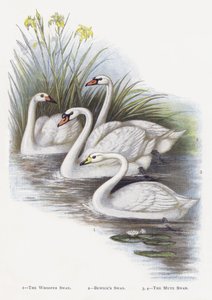 Il cigno selvatico, Il cigno di Bewick, Il cigno muto da Alexander Francis Lydon