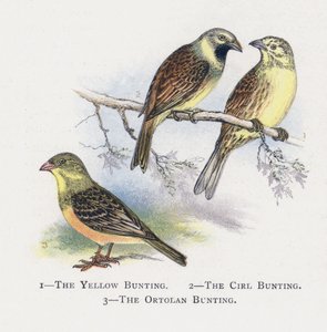 Emberiza gialla, Emberiza cirl, Emberiza ortolana da Alexander Francis Lydon