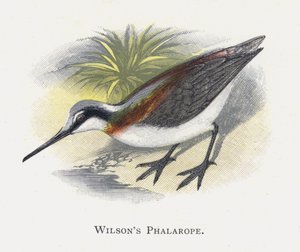 Il Falaropo di Wilson
