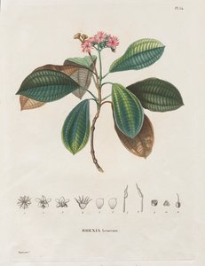 Voyage aux Régions équinoxiales du nouveau continent, fait dans les années 1709 à 1804: Monographie des melastomacées: No. 54 da Alexander, Freiherr von Humboldt