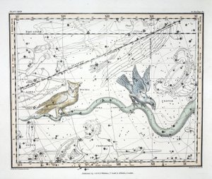 Le costellazioni (Tavola XXVII) Hydra Continua, Crater, Covus, Centaurus et Lupus, da 