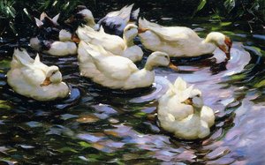 Anatre che Nuotano in un Lago Illuminato dal Sole da Alexander Koester