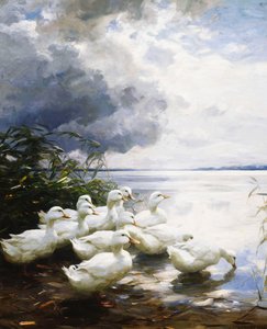 Anatre al bordo del lago da Alexander Koester