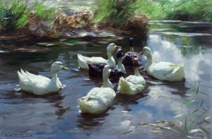 Anatre allo stagno