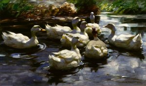 Anatre nello stagno