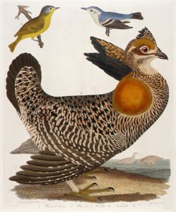 1. Grous pennato. 2. Usignolo blu-verde. 3. Nashville W., dal libro "American Ornithology".