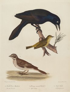 Merlo femmina, Parula coronata d