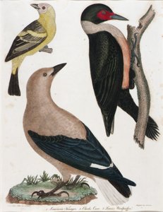 Tanager della Louisiana, Cornacchia di Clark, Picchio di Lewis da Alexander Lawson