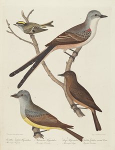 Tyrannus forficatus, Tyrannus verticalis, Tyrannus saya e femmina...Scricciolo da Alexander Lawson