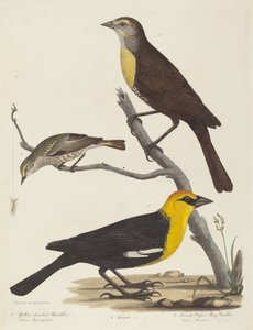 Merlo dalla testa gialla, merlo femmina e warbler femmina di Cape May da Alexander Lawson