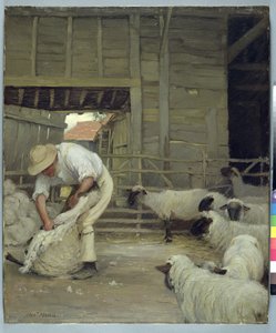 Tosatura delle pecore
